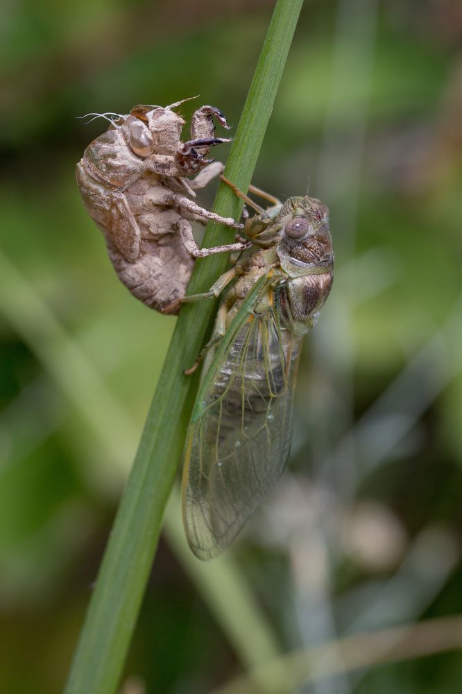 Photograph by Наталья Снеговая