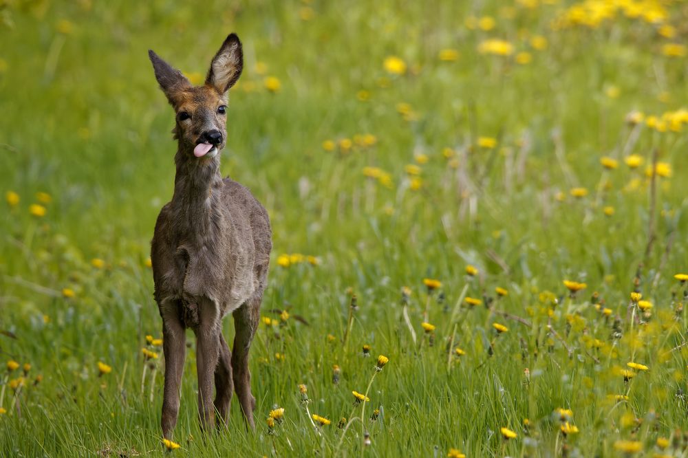 Фотография автора Jozef Mihalčin