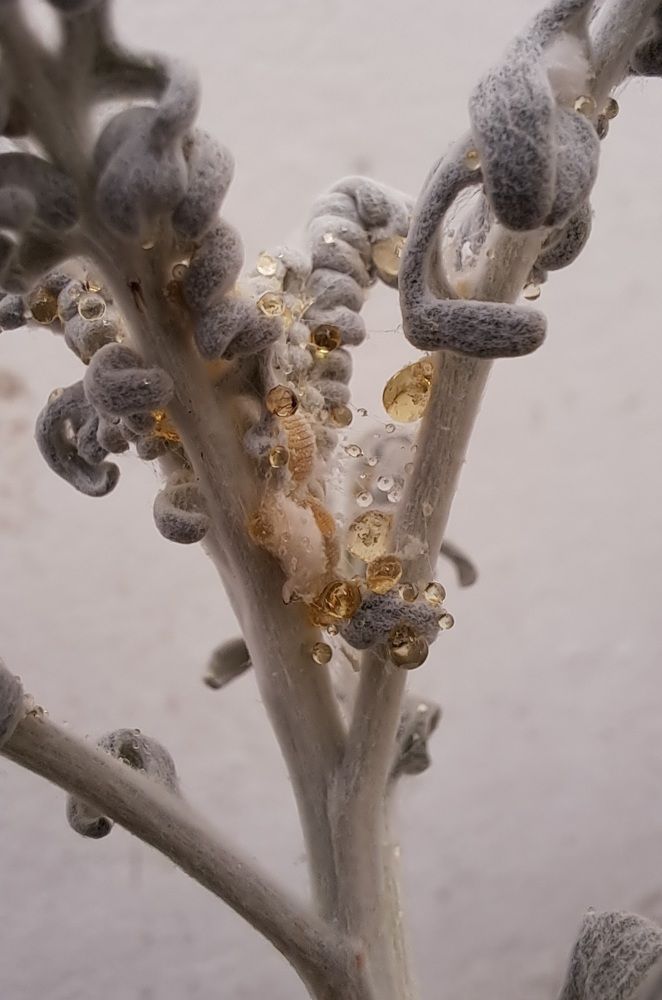 Фотография автора gustavo pecelis