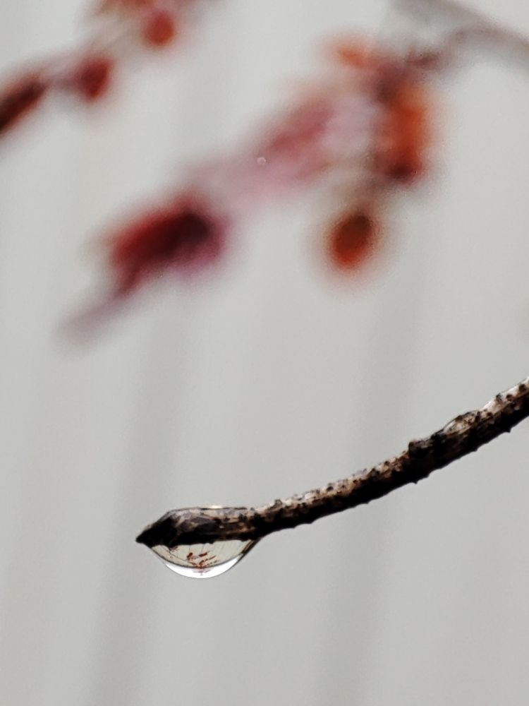 Photograph by Galina Novichkova