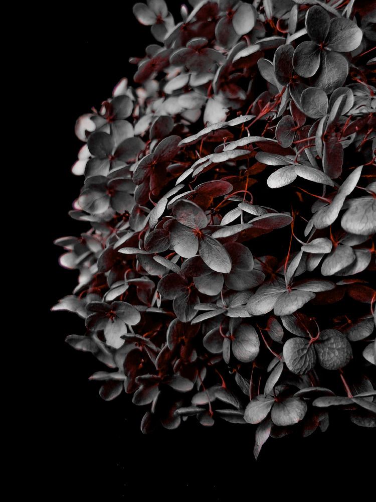 Photograph by Hanna Bourne