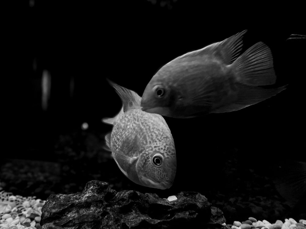 Photograph by Анна Скребкова