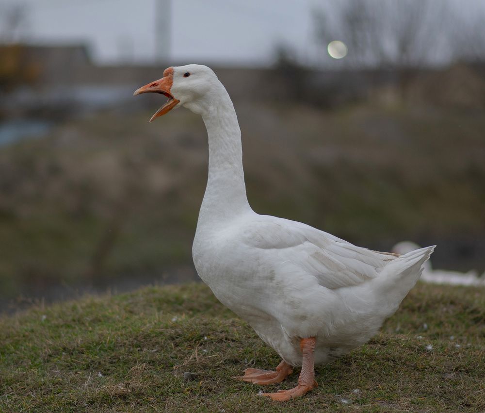 Фотография автора Ирина Шипунова