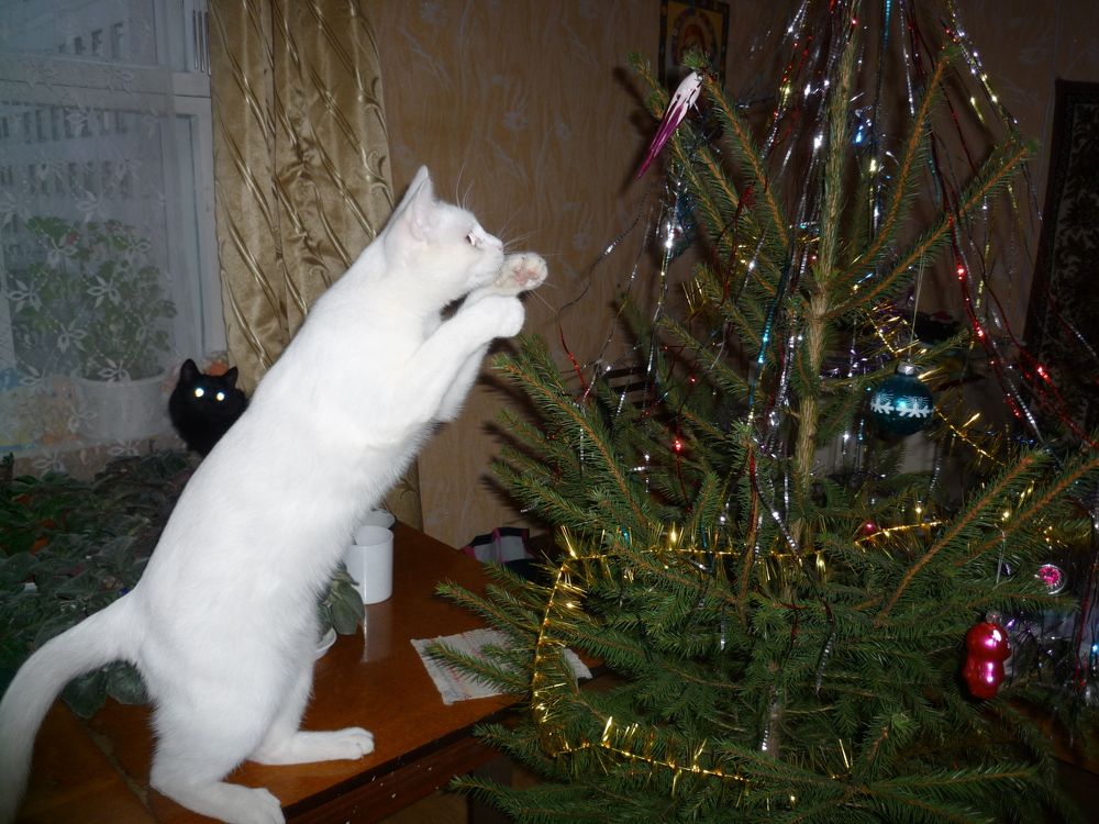 Фотография автора Татьяна Солтан