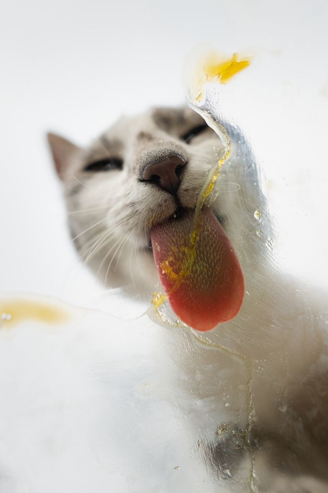 Photograph by Petar Chapkanov