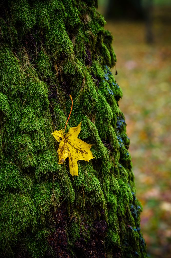 Photograph by Valdis Serzhans