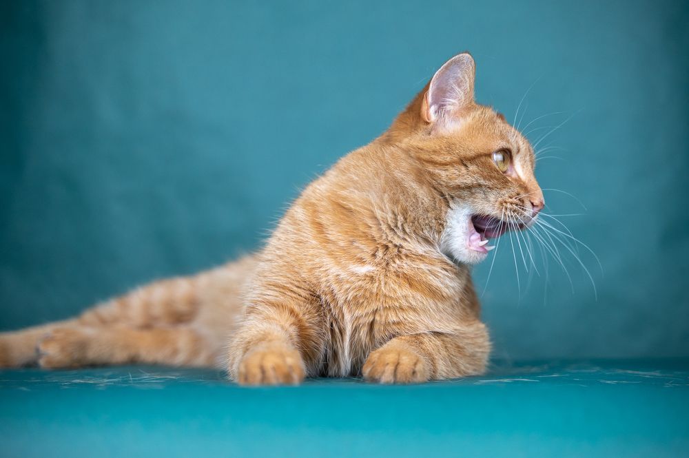 Photograph by Любовь Галушкина