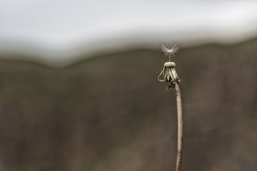 Philosophy of the Dandelion...