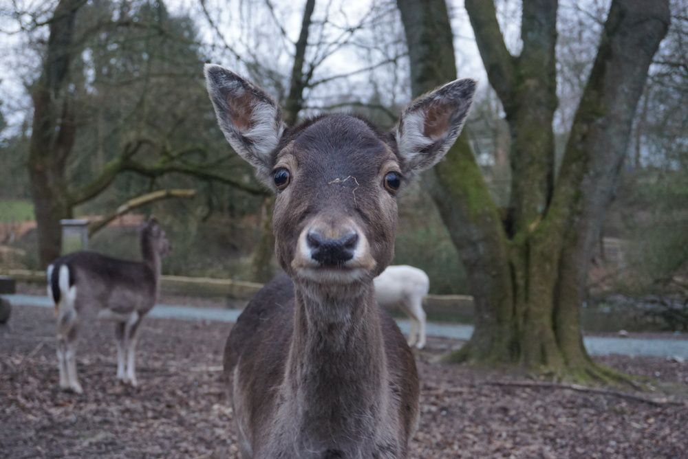 Фотография автора Ramin Ismayilov