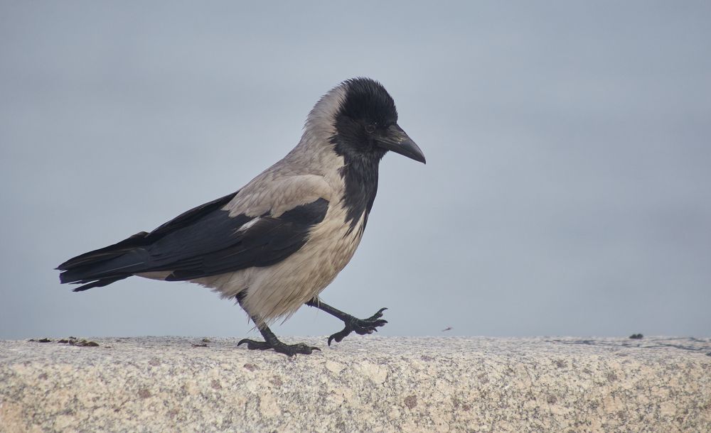 Фотография автора Андрей Челомов