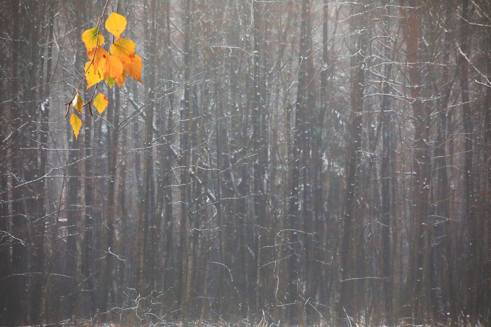 Photograph by Николай Протасеня