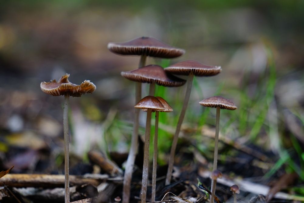 Фотография автора Ramin Ismayilov