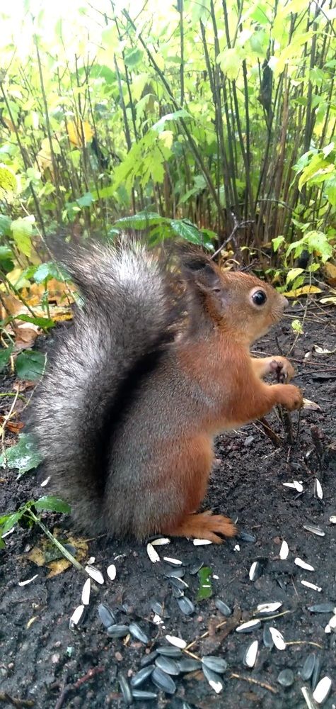 Photograph by Любовь Макарова