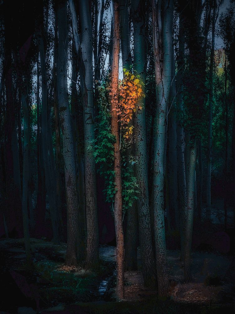 Photograph by ali asghar ahngari