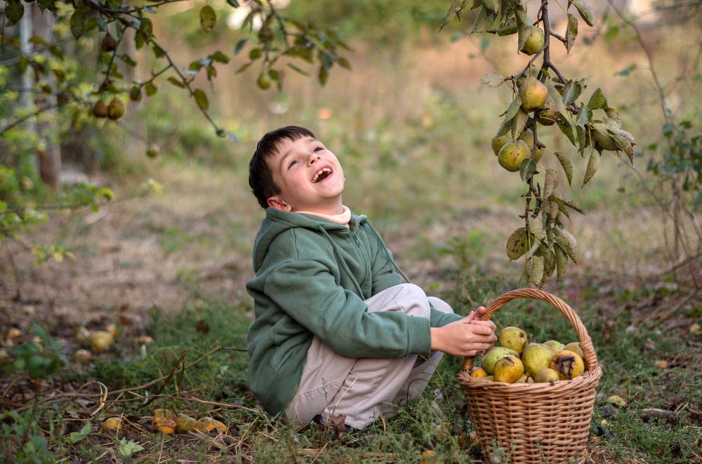 Весёлый сбор груш