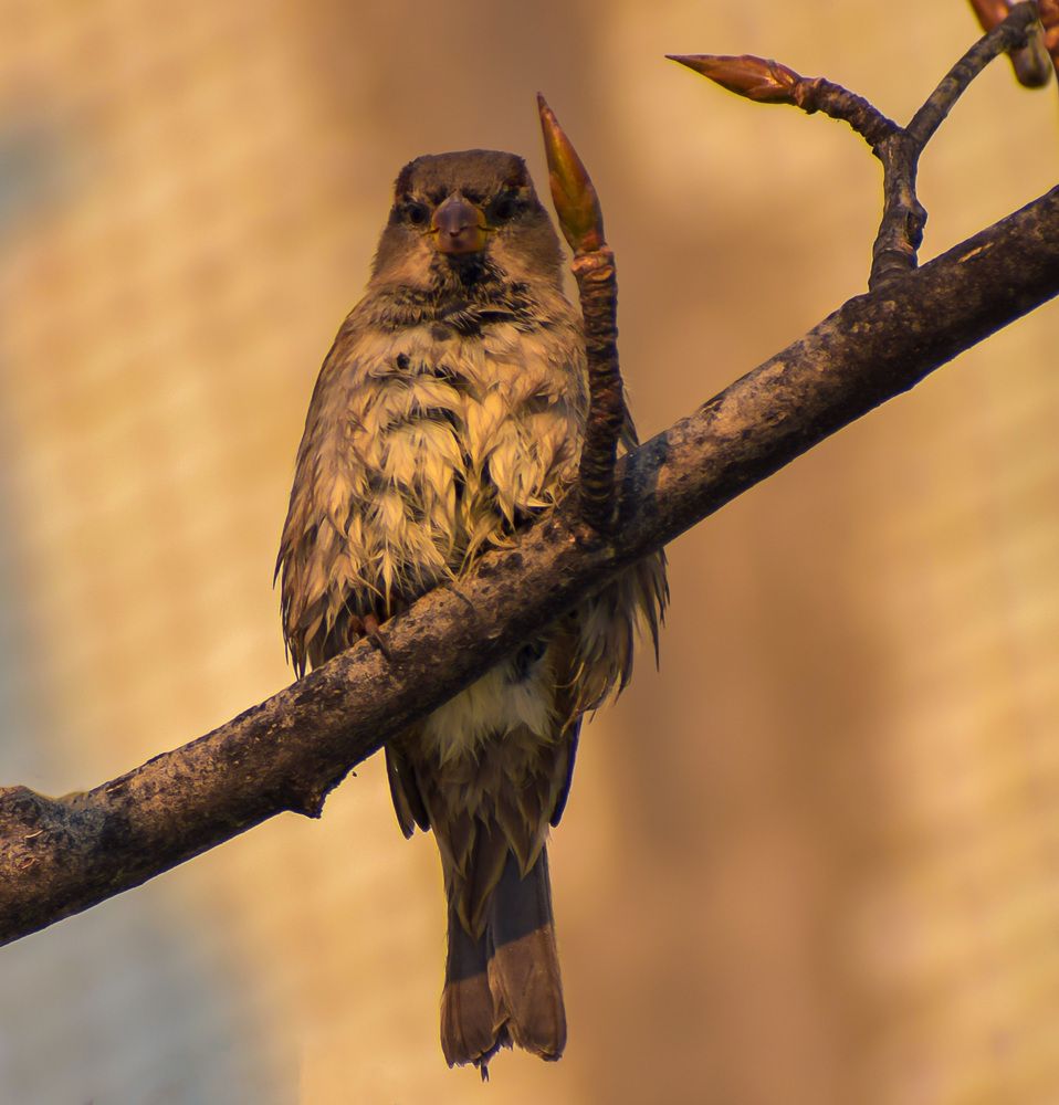 Серьезный воробей