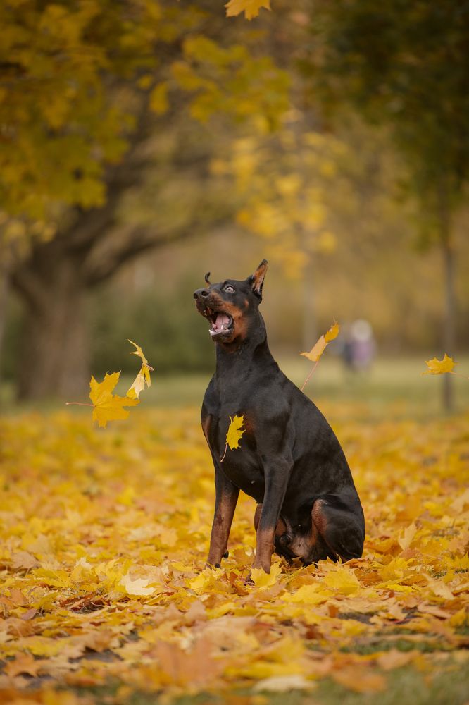 Мистер грация