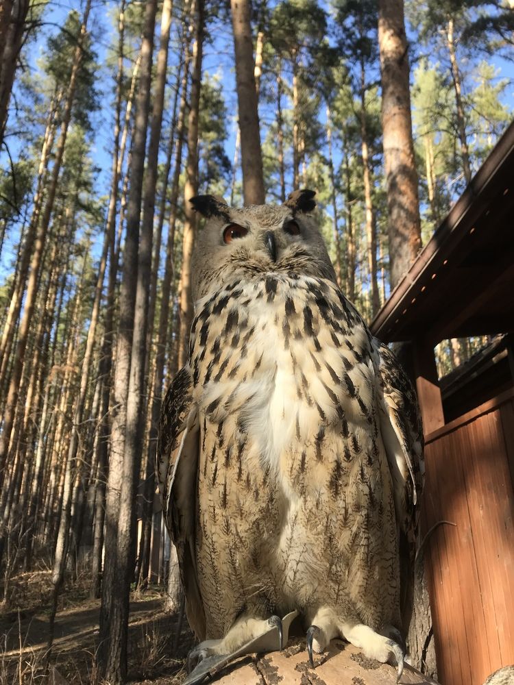 Photograph by Ирина Лашук