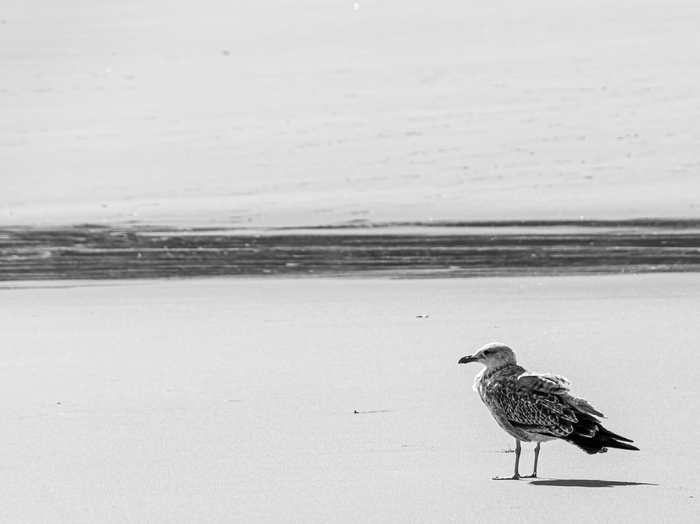 loneliness or freedom