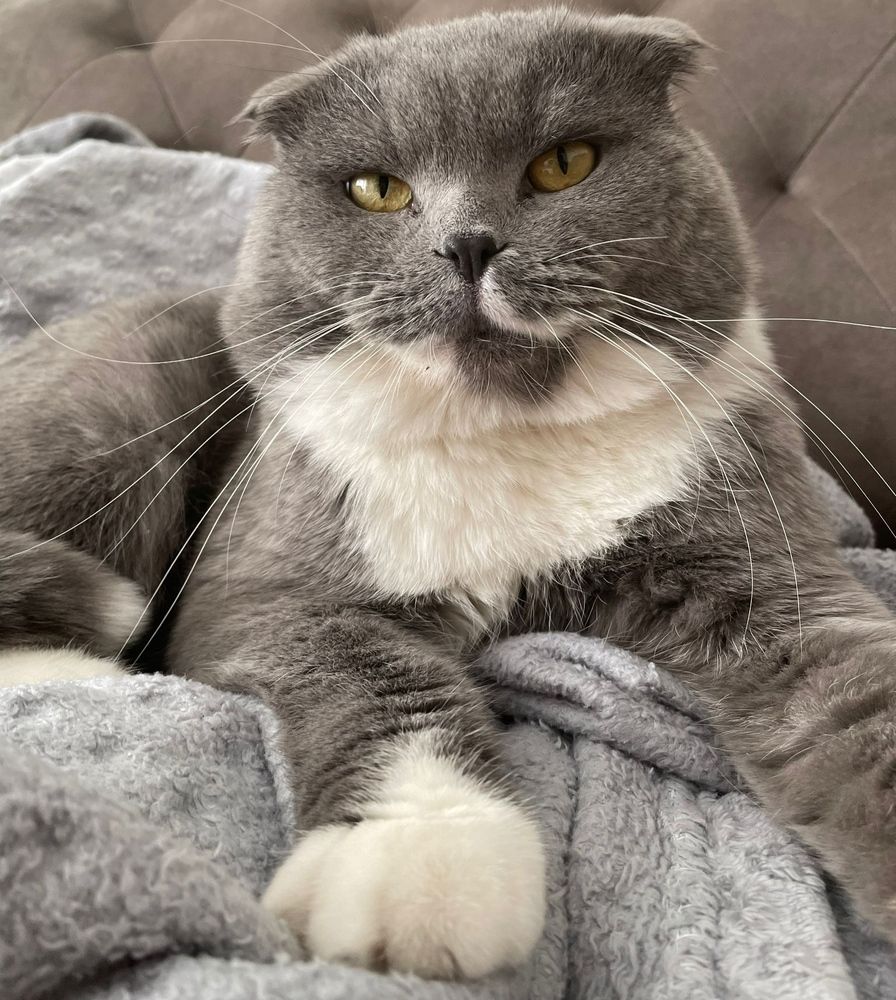 My cat'