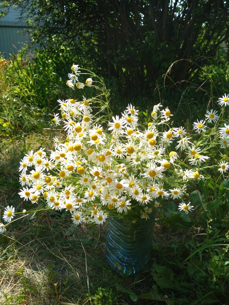 Привет, ромашки!