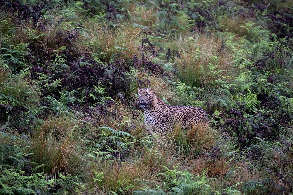 Photograph by SAMAN HALLOLUWA