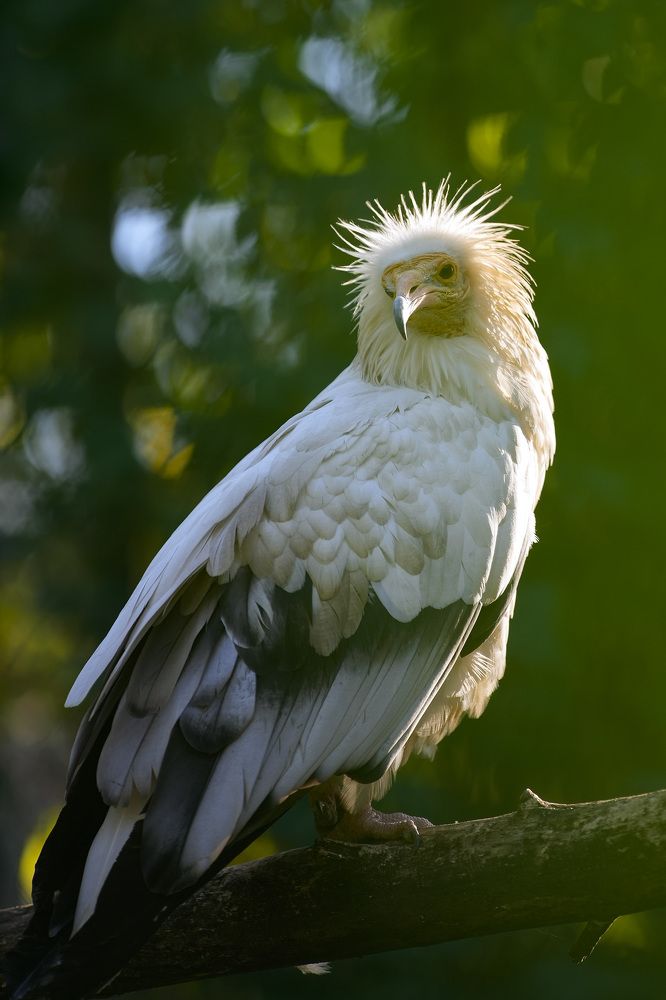 Стервятник