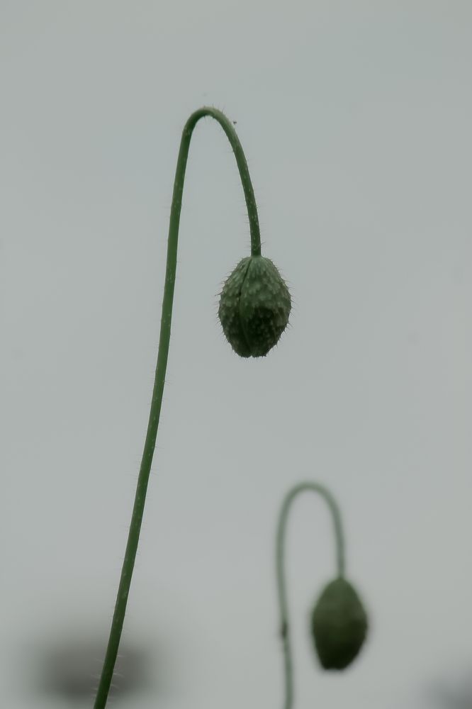 Photograph by Dina Garipova