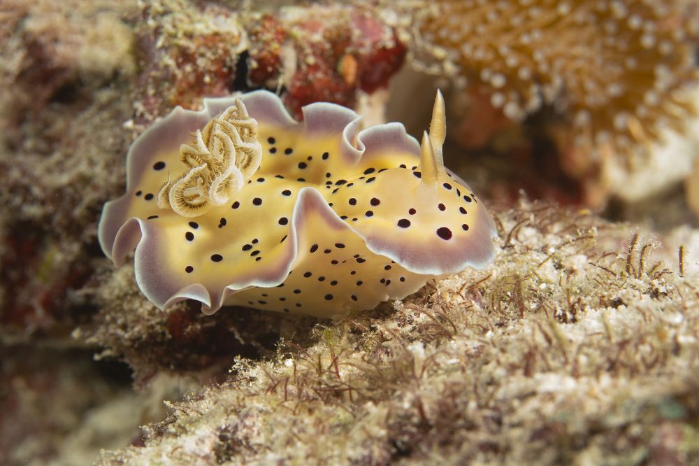 Фотография автора Димитрий Евтушик