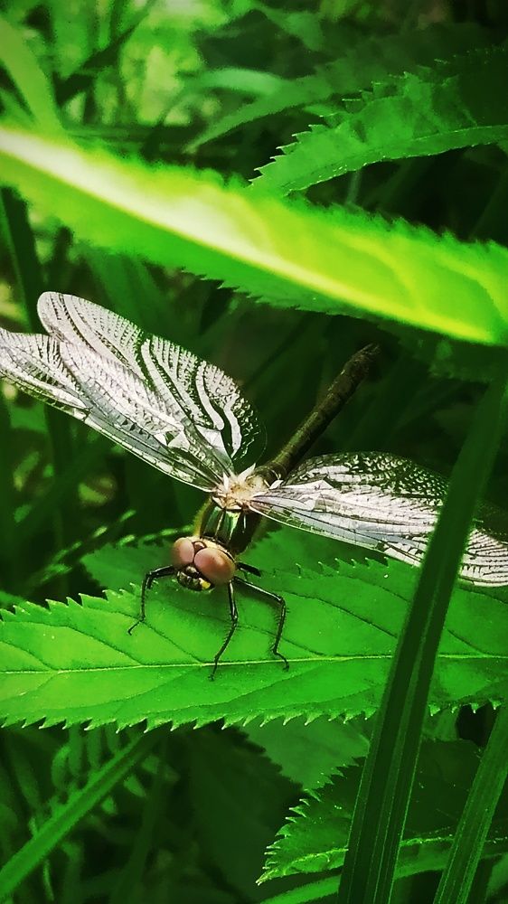 Photograph by Татьяна Лихачева