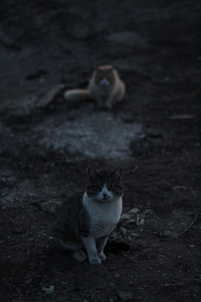 Photograph by Артур Эльдарион