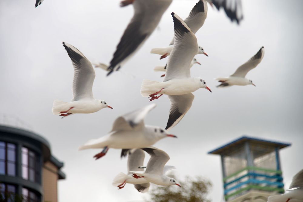Балтийские чайки