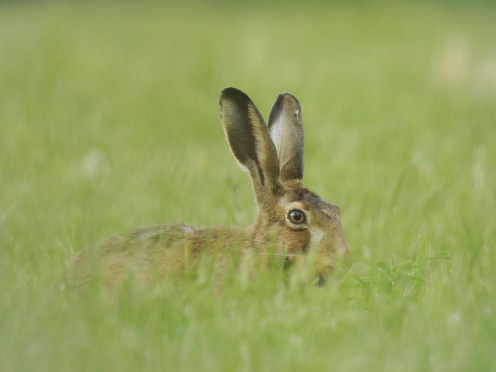 The hare
