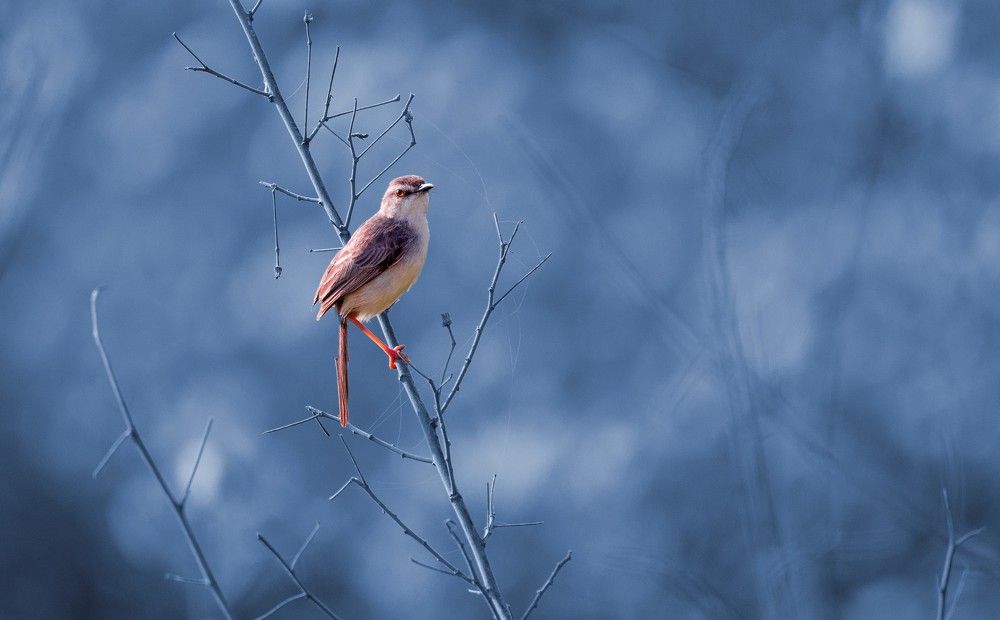 Photograph by G N RAJA