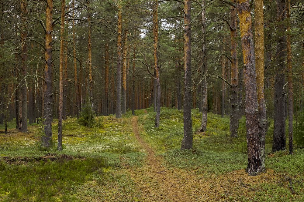 Лесная тропинка