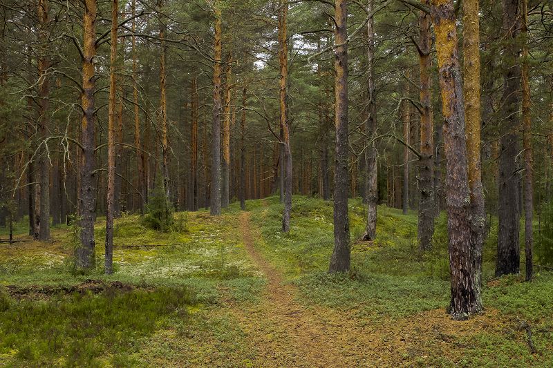 Roman Korolev, Russia