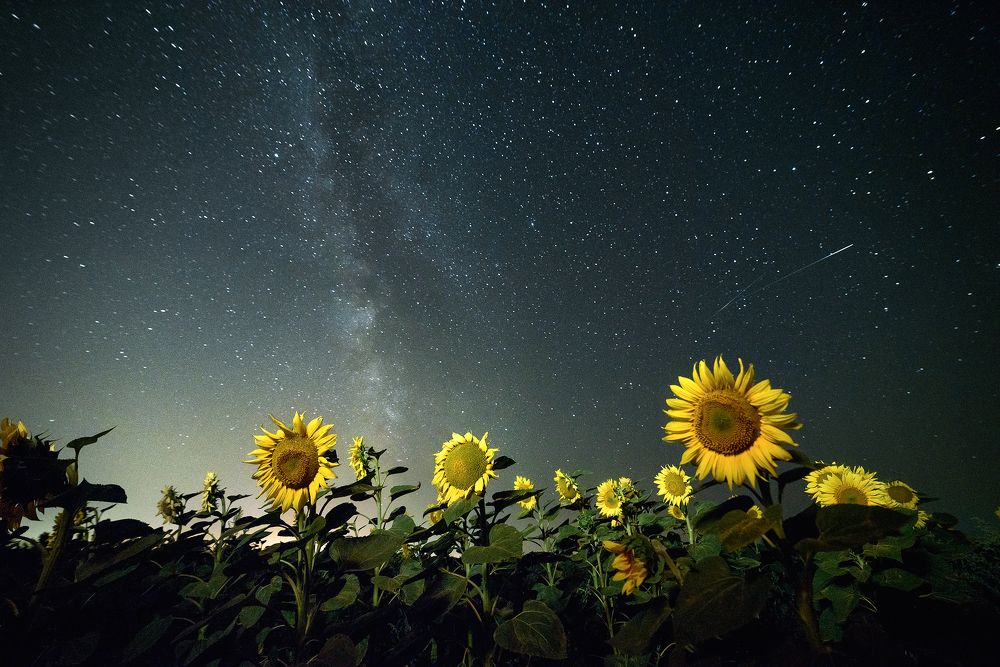 Ночь в подсолнухах (Night in sunflowers)