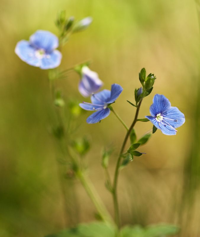 Alexey Enin (AlEn), Russia