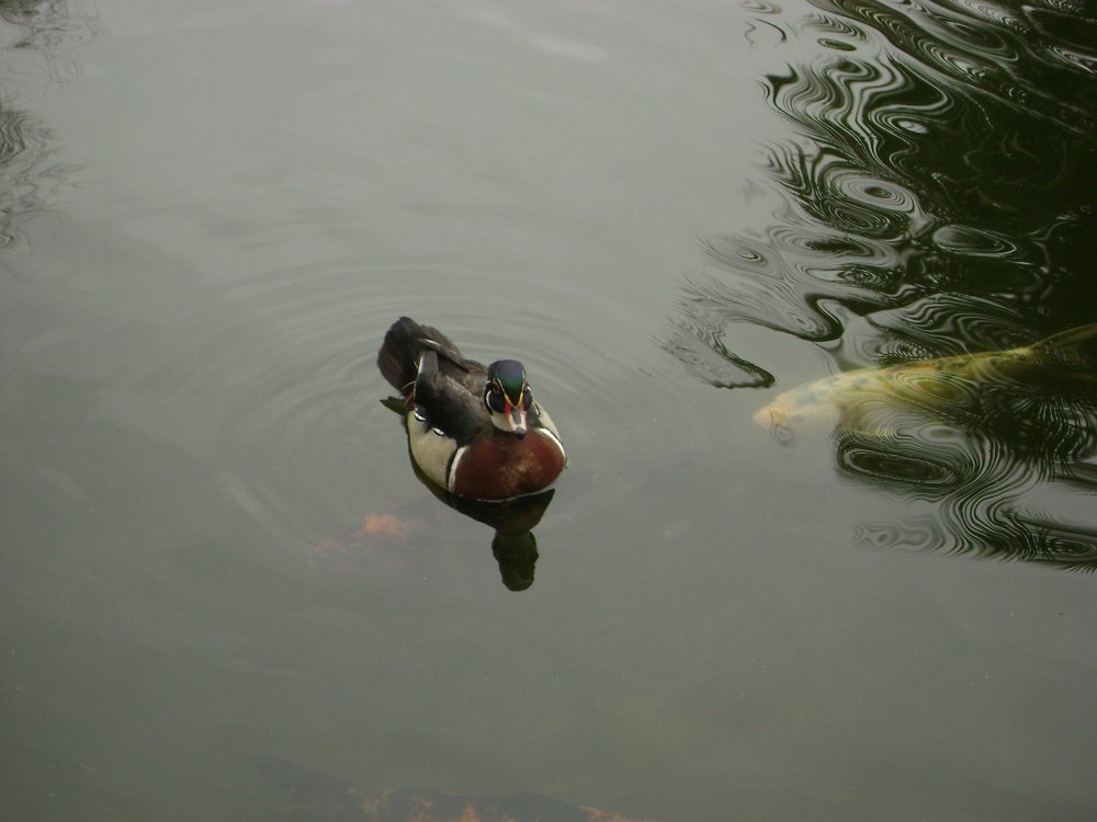 Pato e Carpa / Duck and Fish