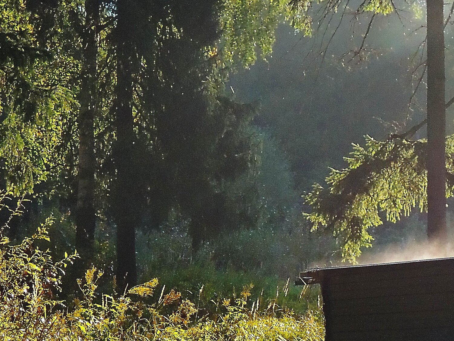 Photo #980597