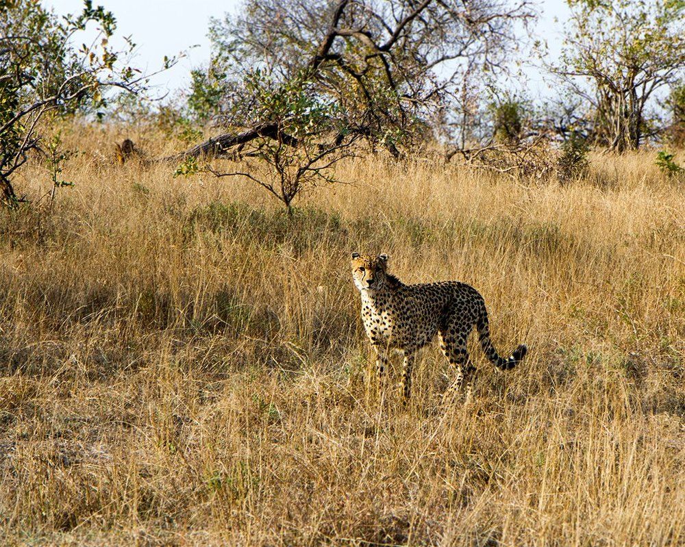 фотограф детект