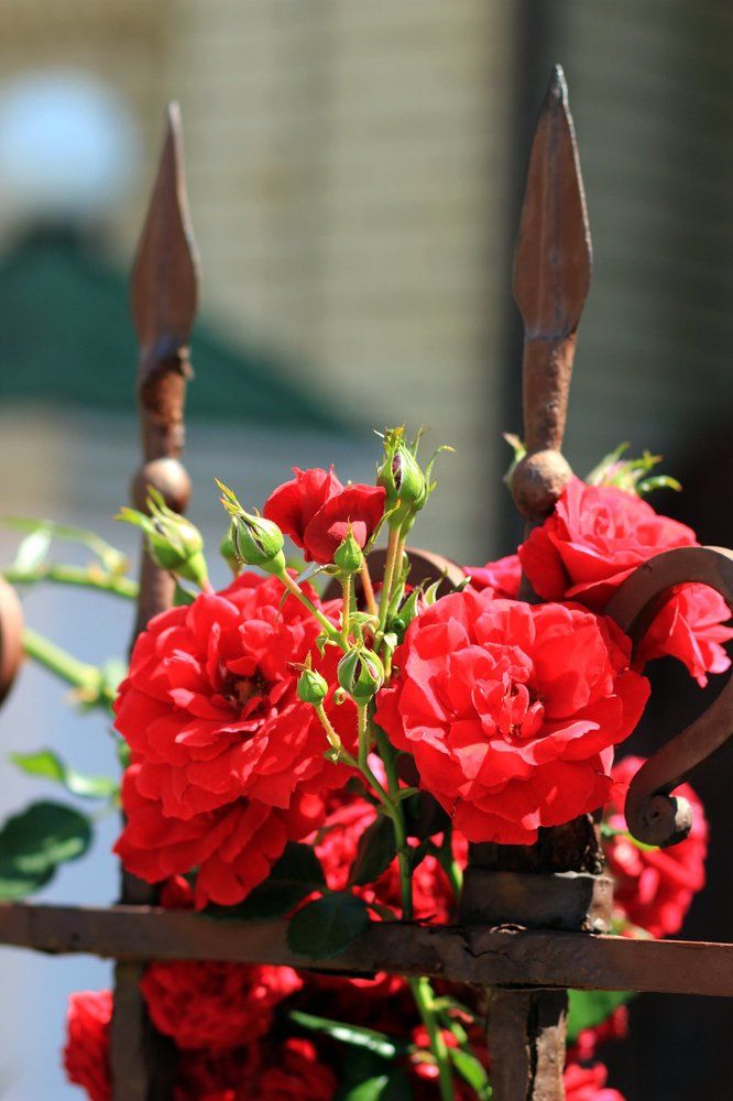 Photograph by Наташа Передрий