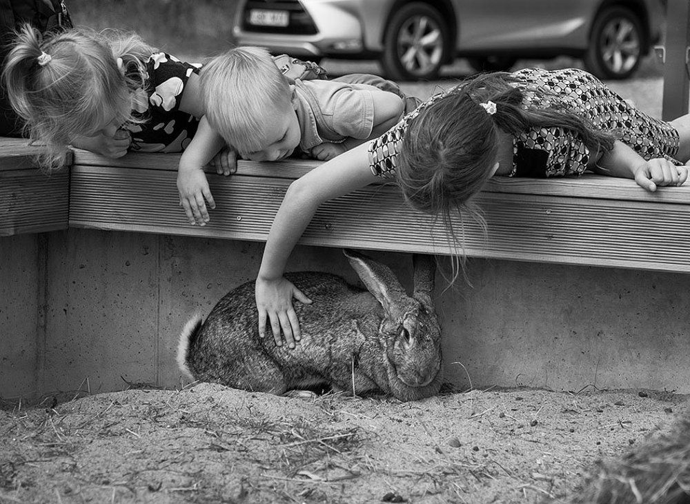 Братцы-кролики