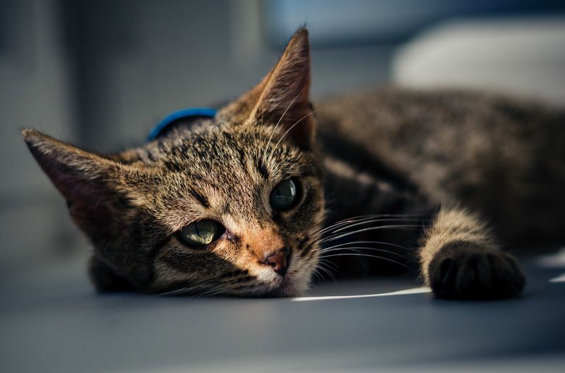 милана, Belarus