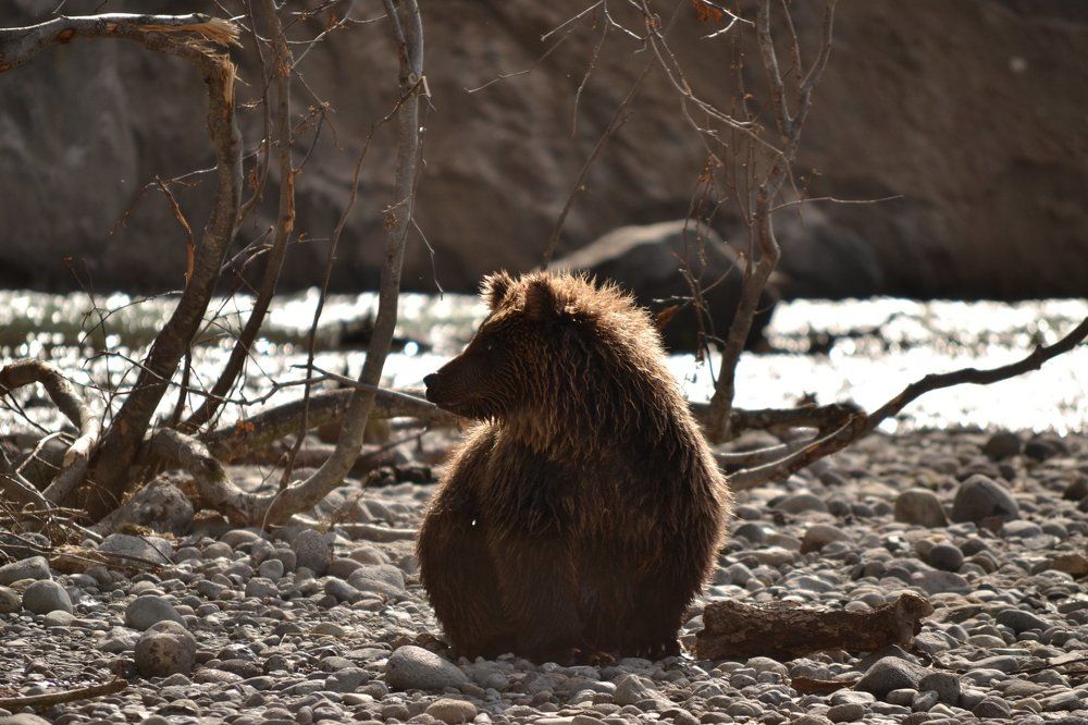 Солнечный мишка