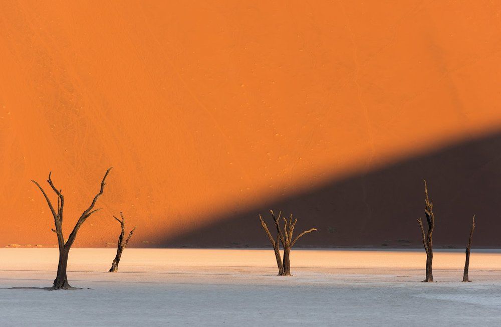 Деревья Пустыни Намиб