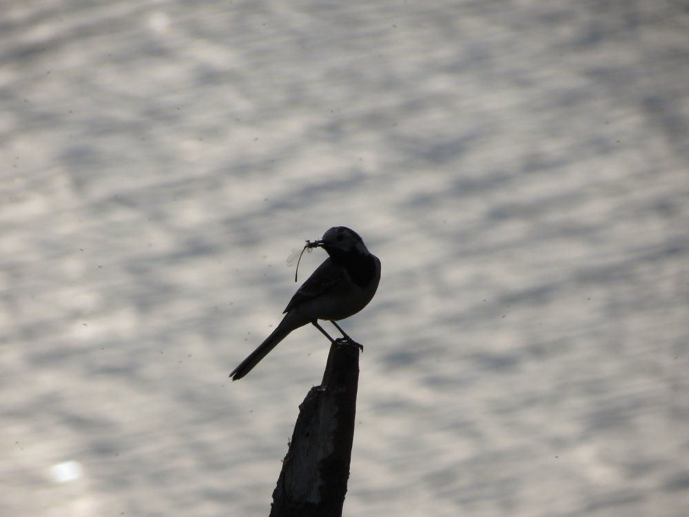 Photo #981170