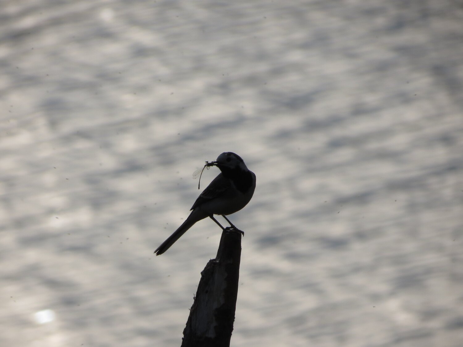 Photo #981170