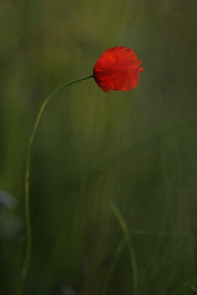 Победитель.