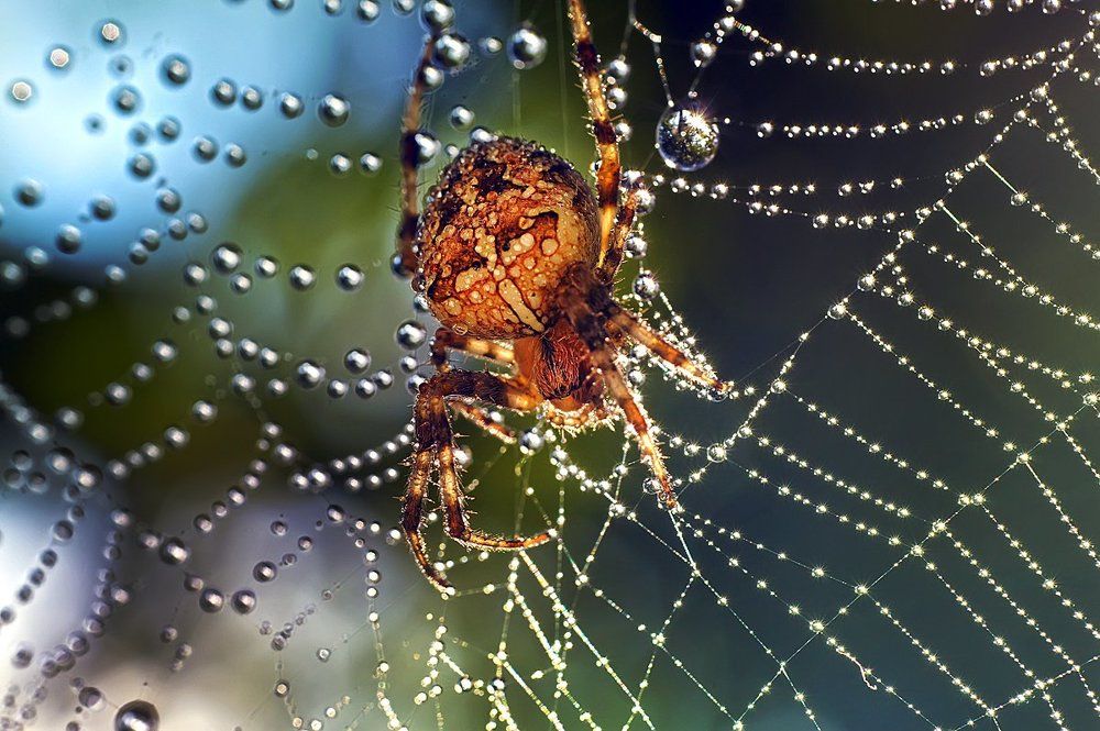 В блеске утренней росы